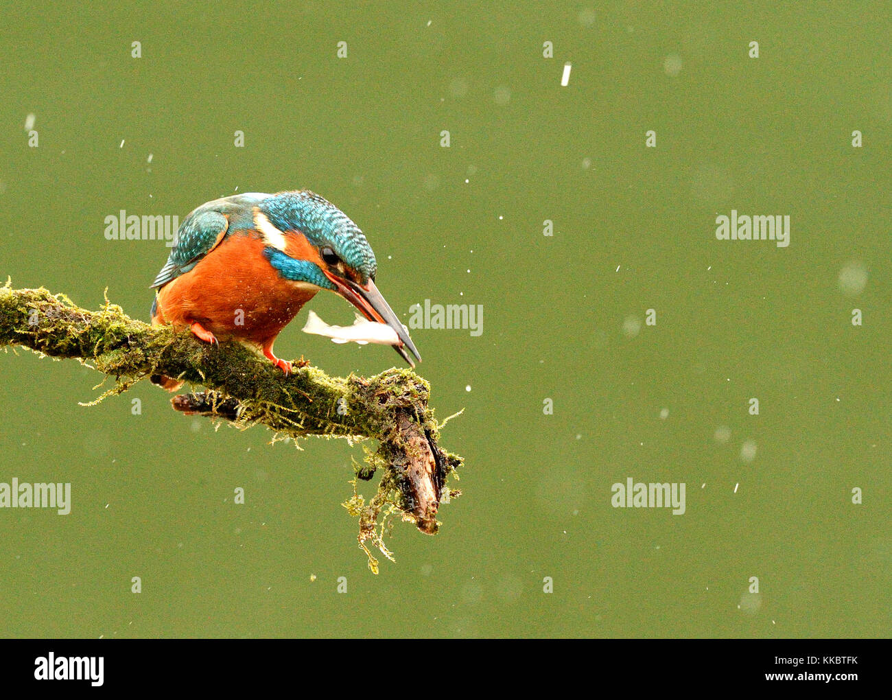 Kingfishers Stock Photo