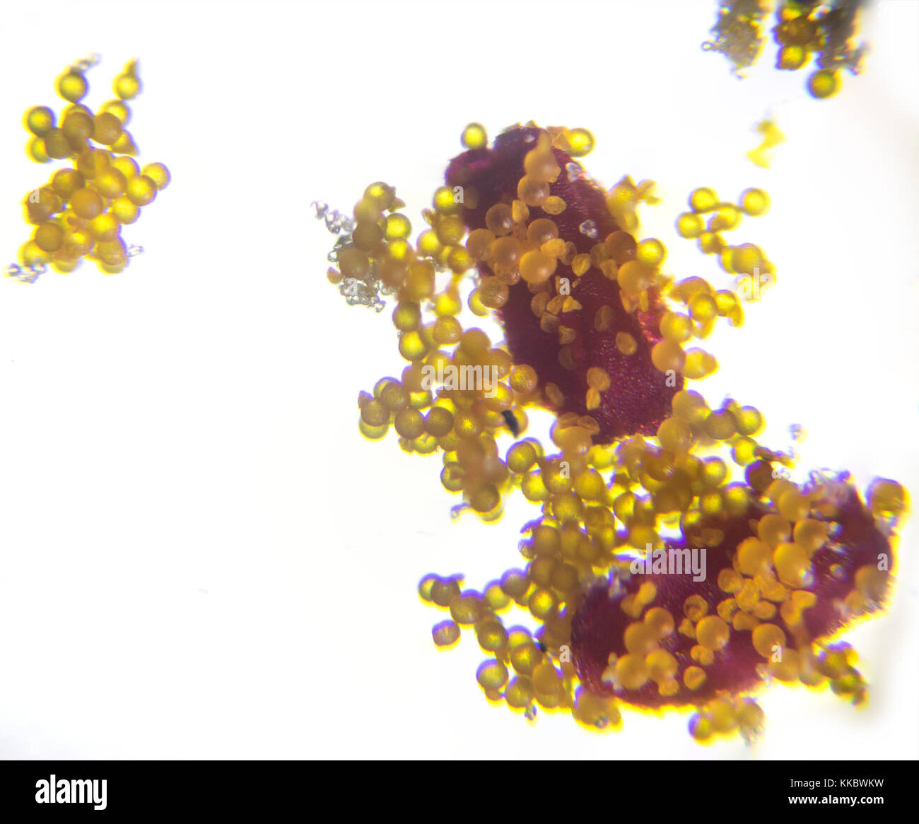 Plant pollen microscopic hires stock photography and images Alamy