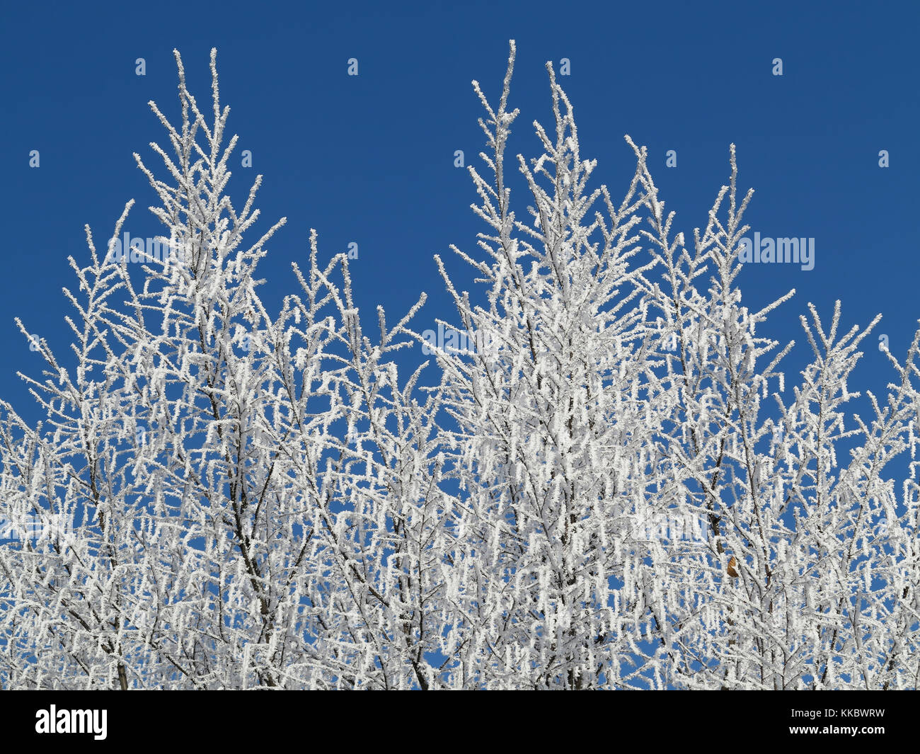 Frosty tree branches in winter day - specific seasonal weather Stock Photo