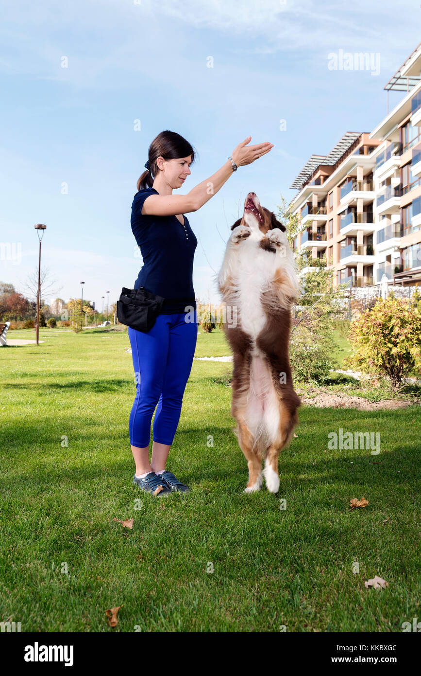 Australian dog grooming hires stock photography and images Alamy