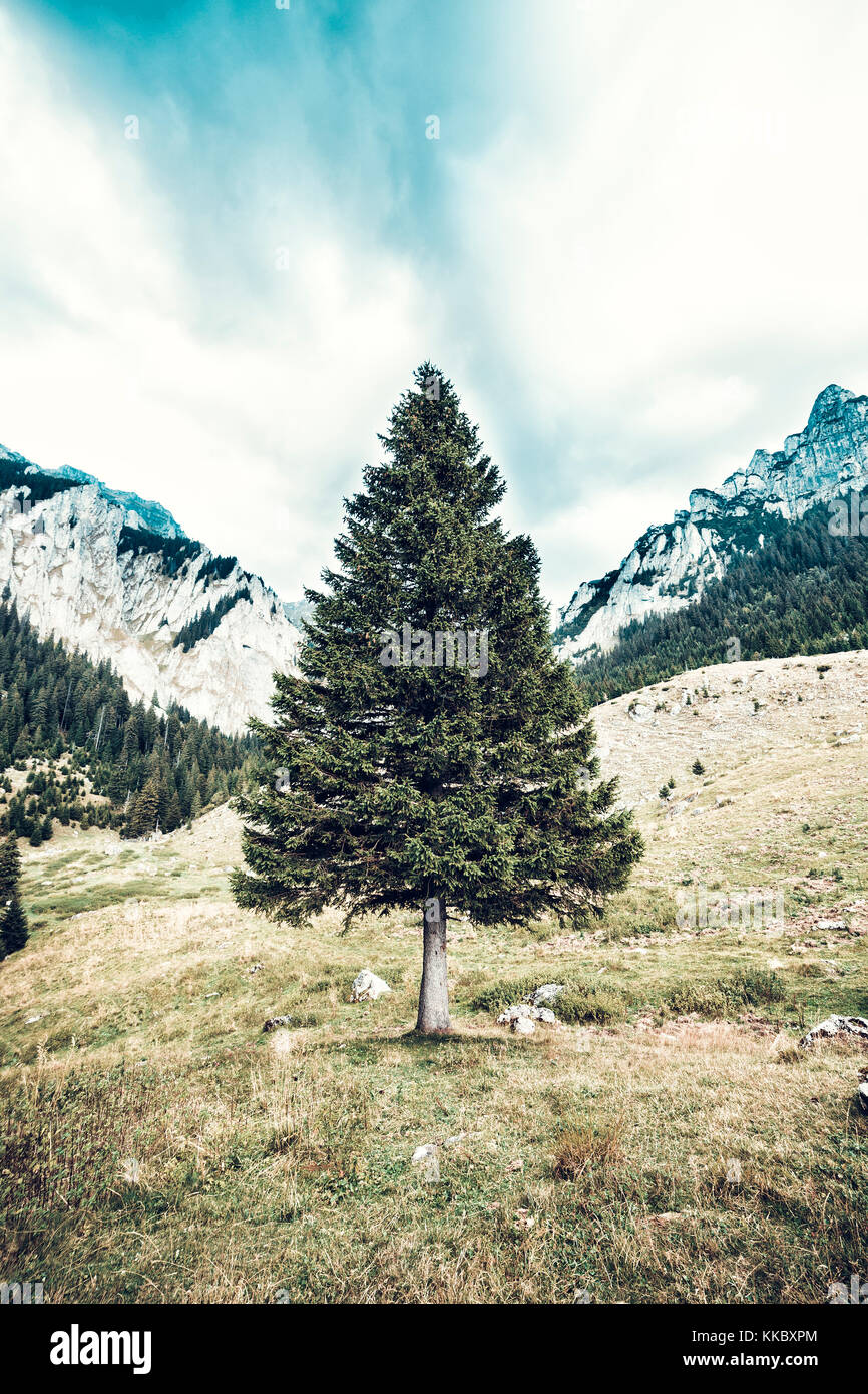 pine tree in mountain landscape Stock Photo - Alamy