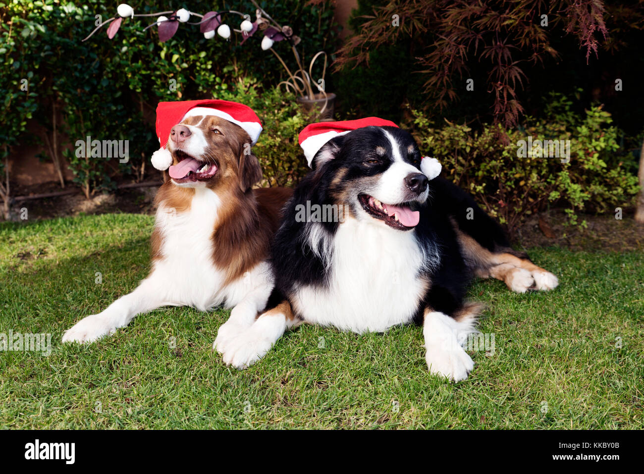 Happy Dog Couple Happy New Year Stock Photo