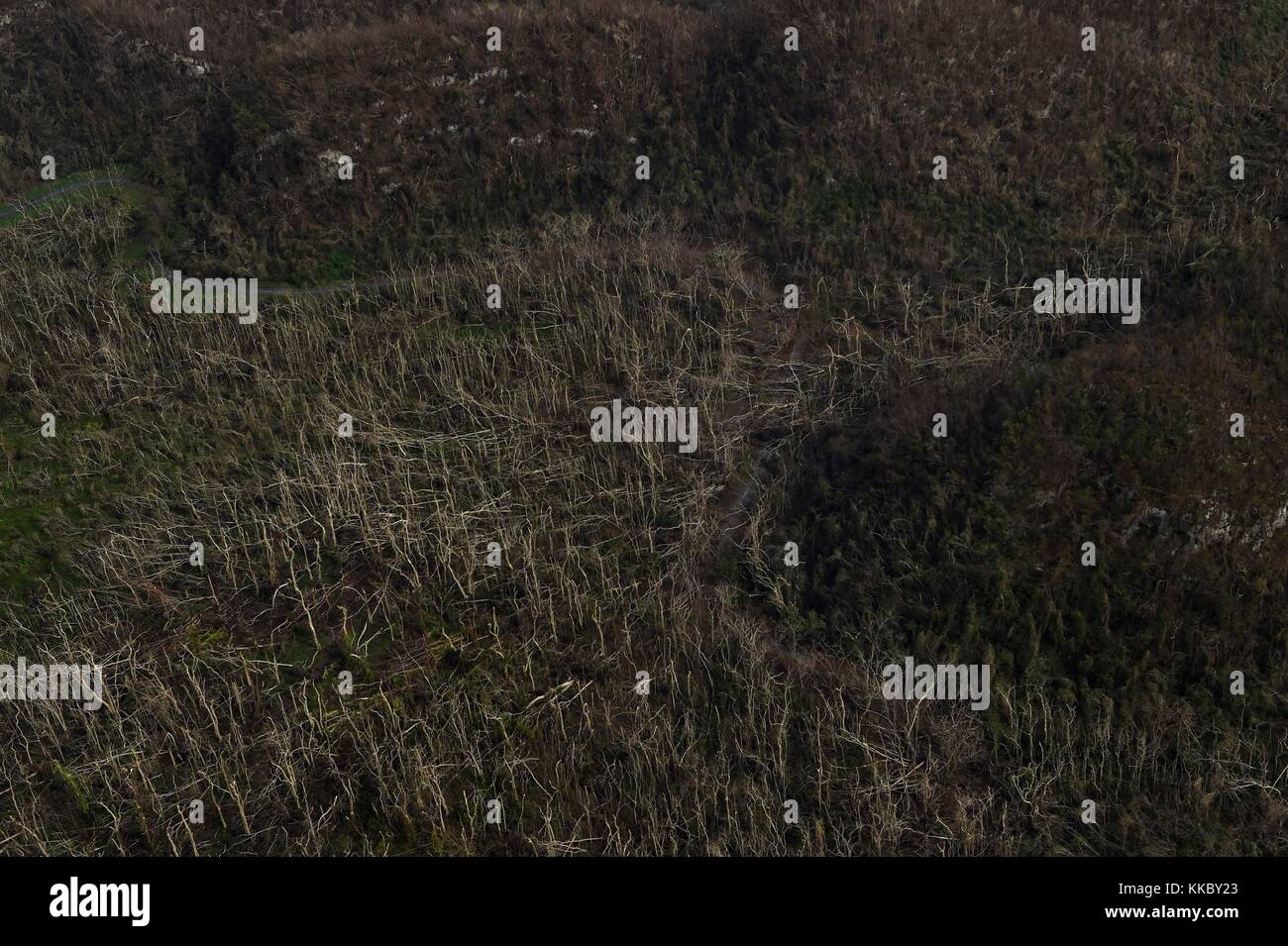 Aerial view of damaged forest land in the aftermath of Hurricane Maria September 26, 2017 in Puerto Rico.  (photo by Nicholas Dutton via Planetpix) Stock Photo