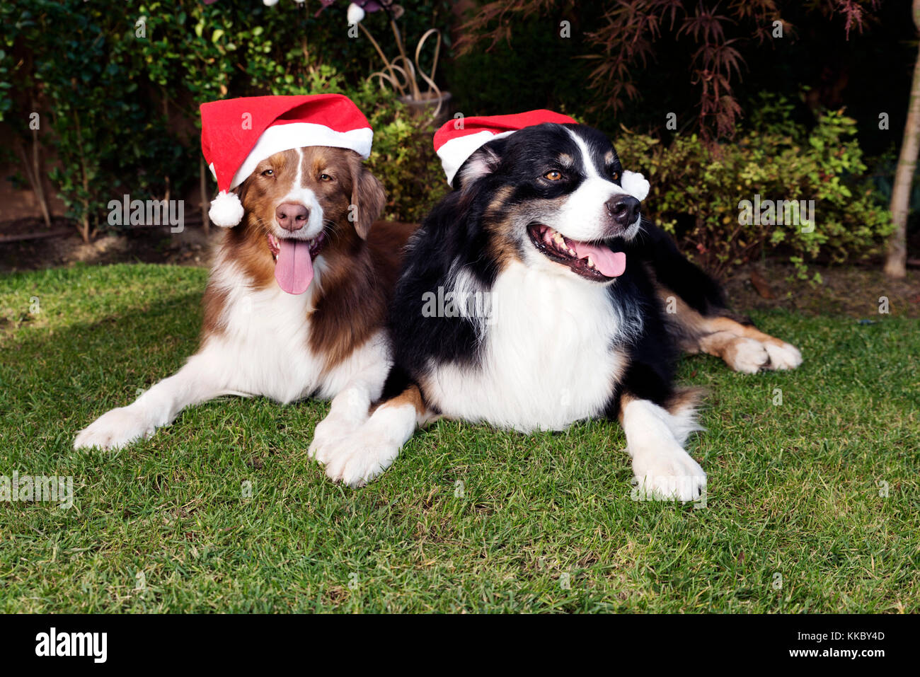 Two Dogs Celebtare Christmas Happy Couple Stock Photo