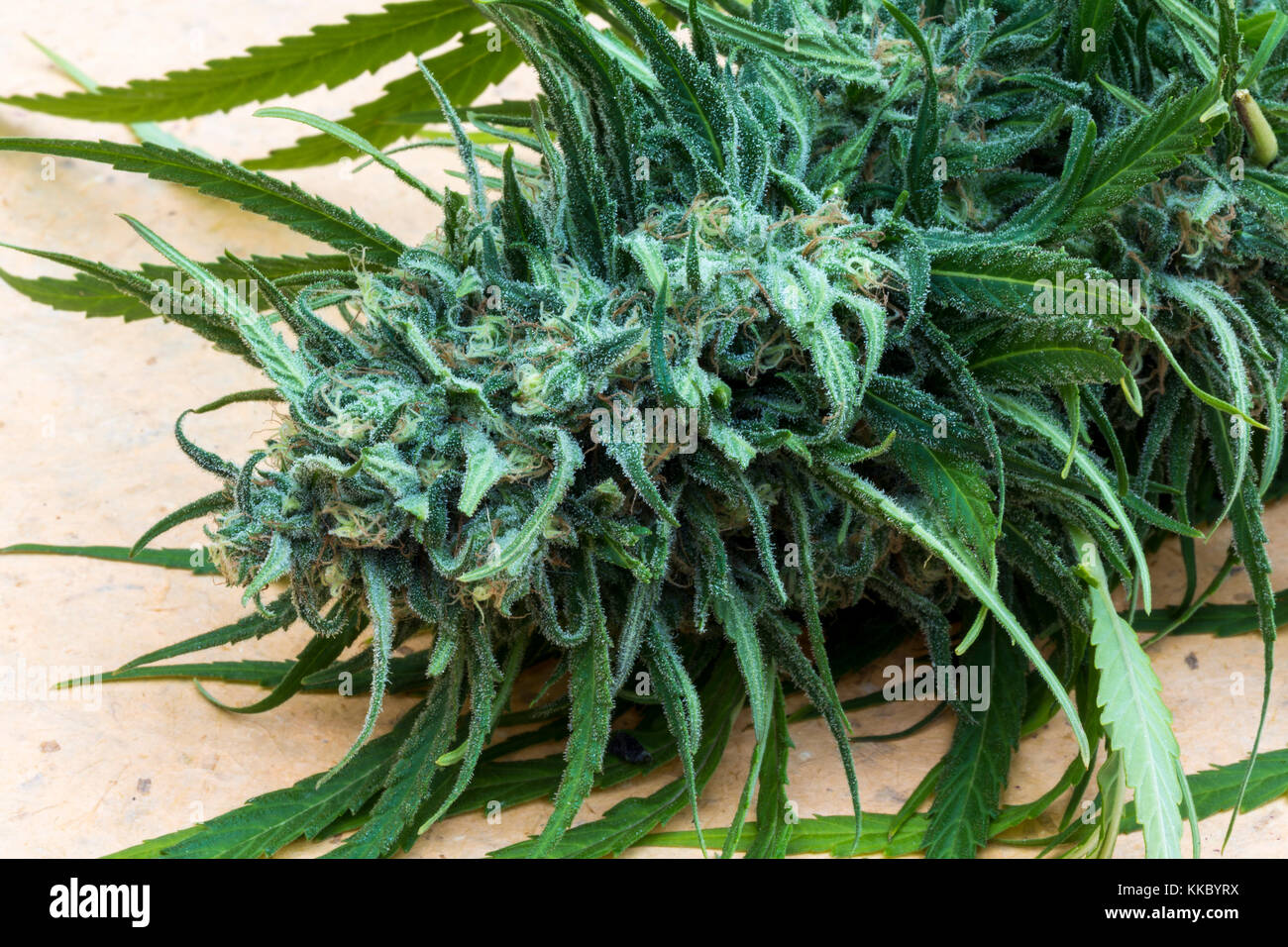 trichomes, colas, Blue Dream, Cannabis Bluedream, cannabis sativa, C sativa, sativa, cannabis plant, marijuana plant, medical marijuana, California Stock Photo