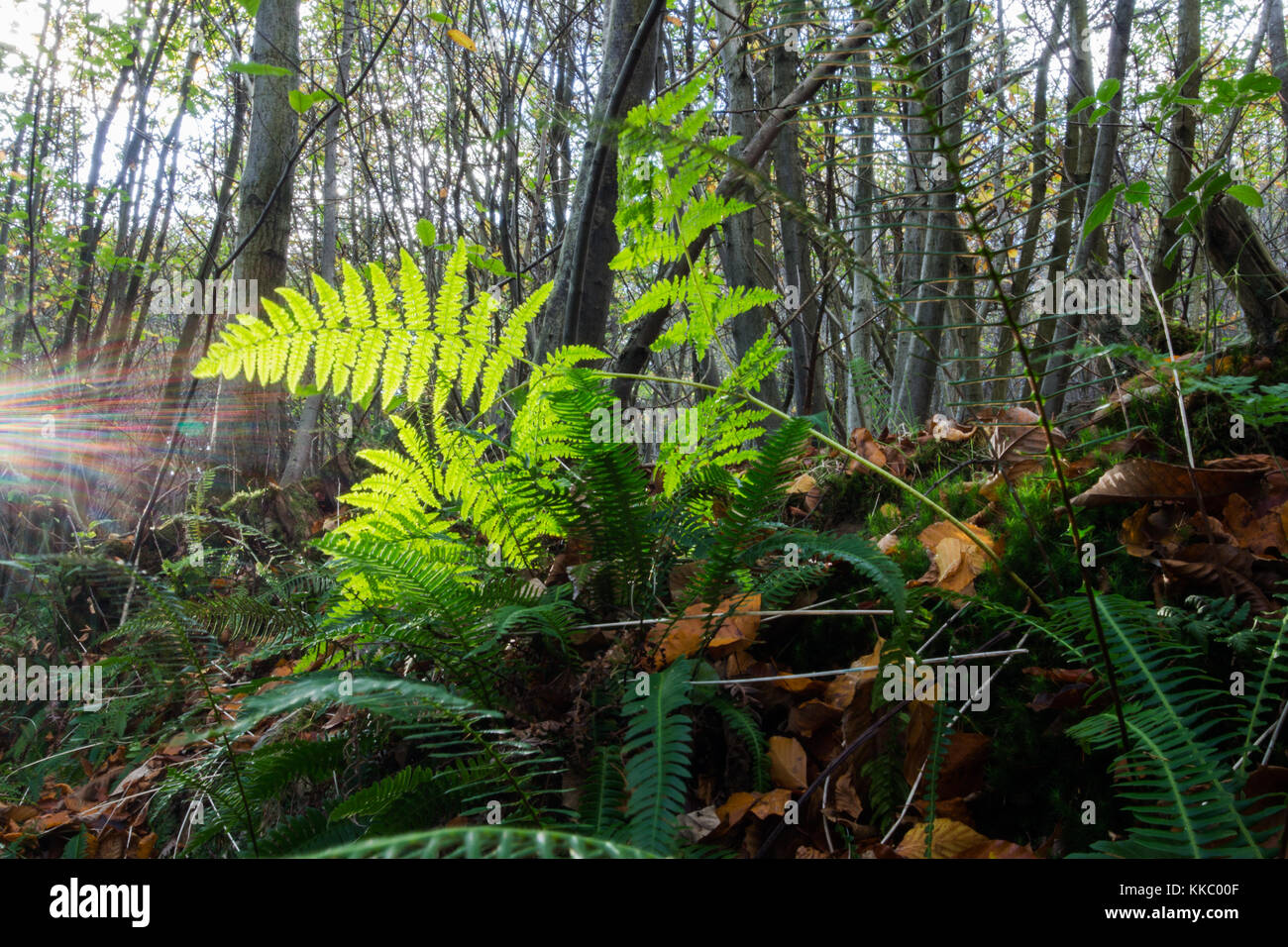 Crowborough countryside hires stock photography and images Alamy