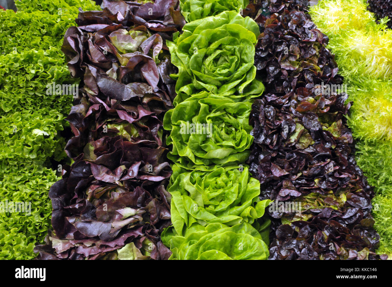 different coloured and types of lettuces for sale of a fresh salad and vegetable stall selling