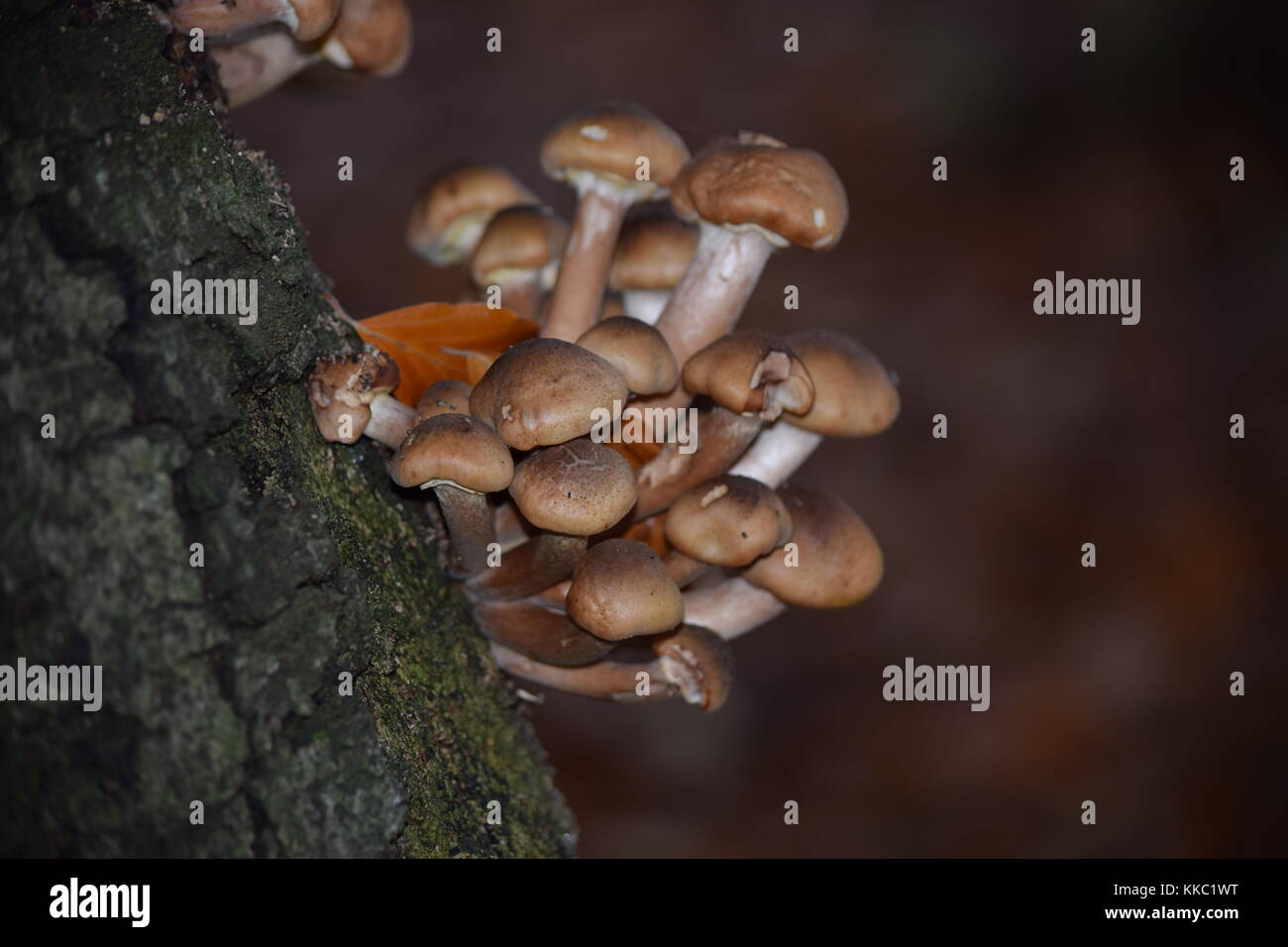 Fungus Funghi Growing on Tree Trunk Stock Photo