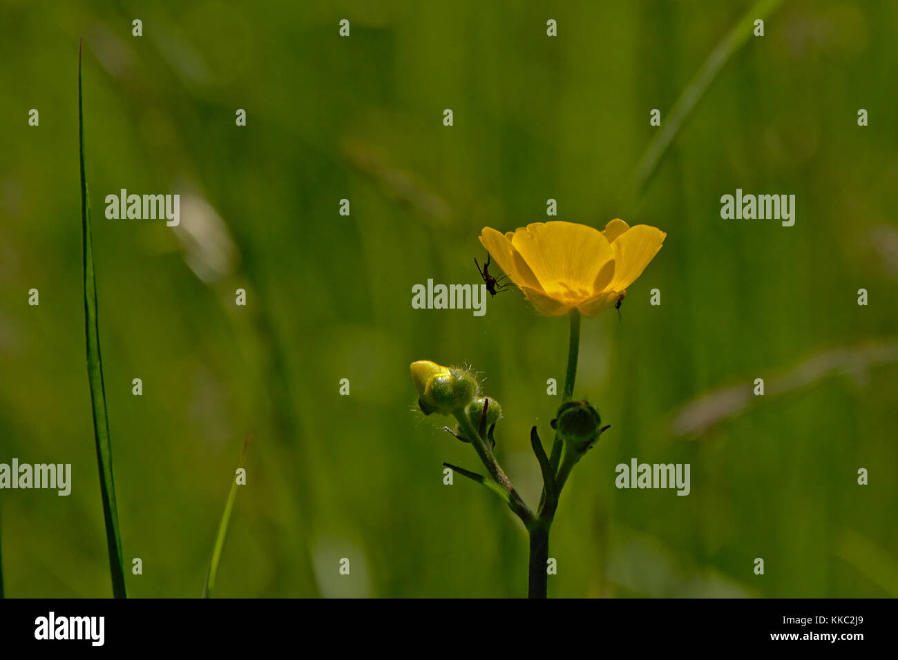 Buttercup with bug hi-res stock photography and images - Alamy