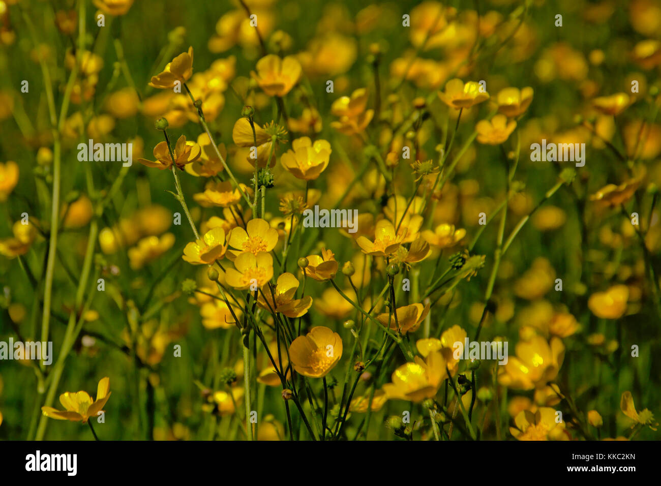 Sunny yellow buttercup flowers and green grass, selective focus Stock