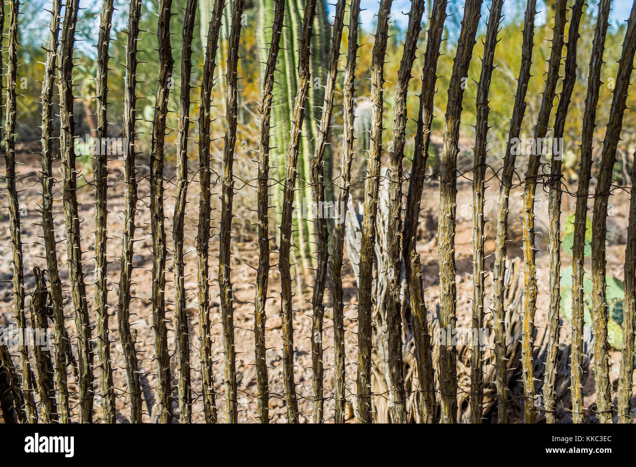 Ocotillo fence hires stock photography and images Alamy