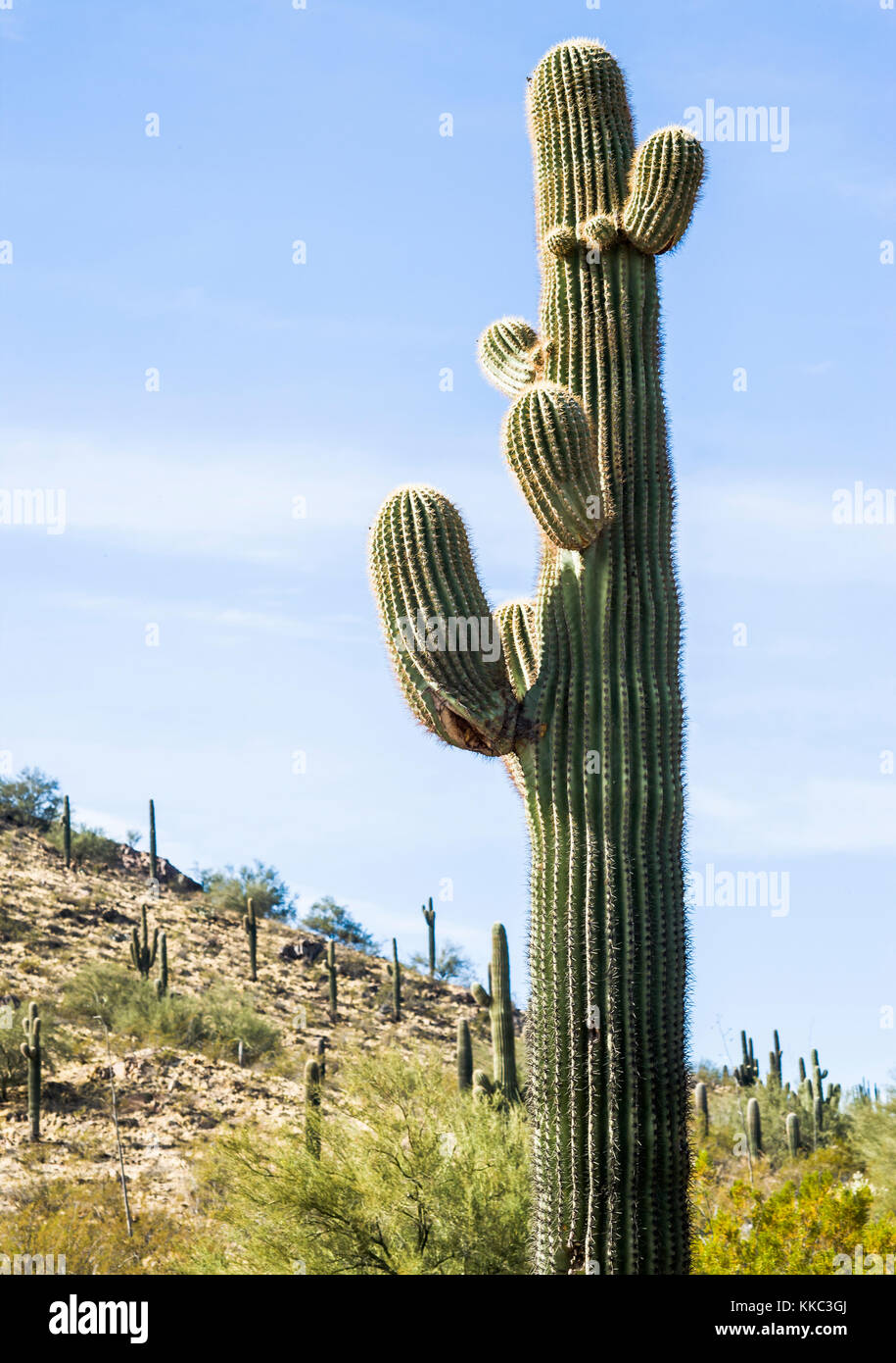 A view of a saguaro cactus in the Desert Botanical Garden in Phoenix ...
