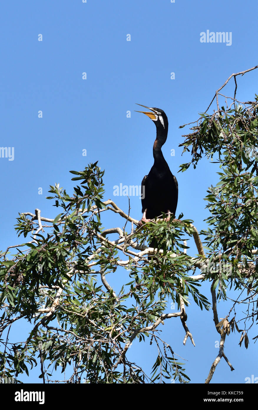 An Australian Darter bird on a tree branch Stock Photo