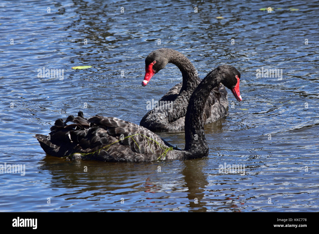 Australian Black Swan Photo High Resolution Stock Photography and ...