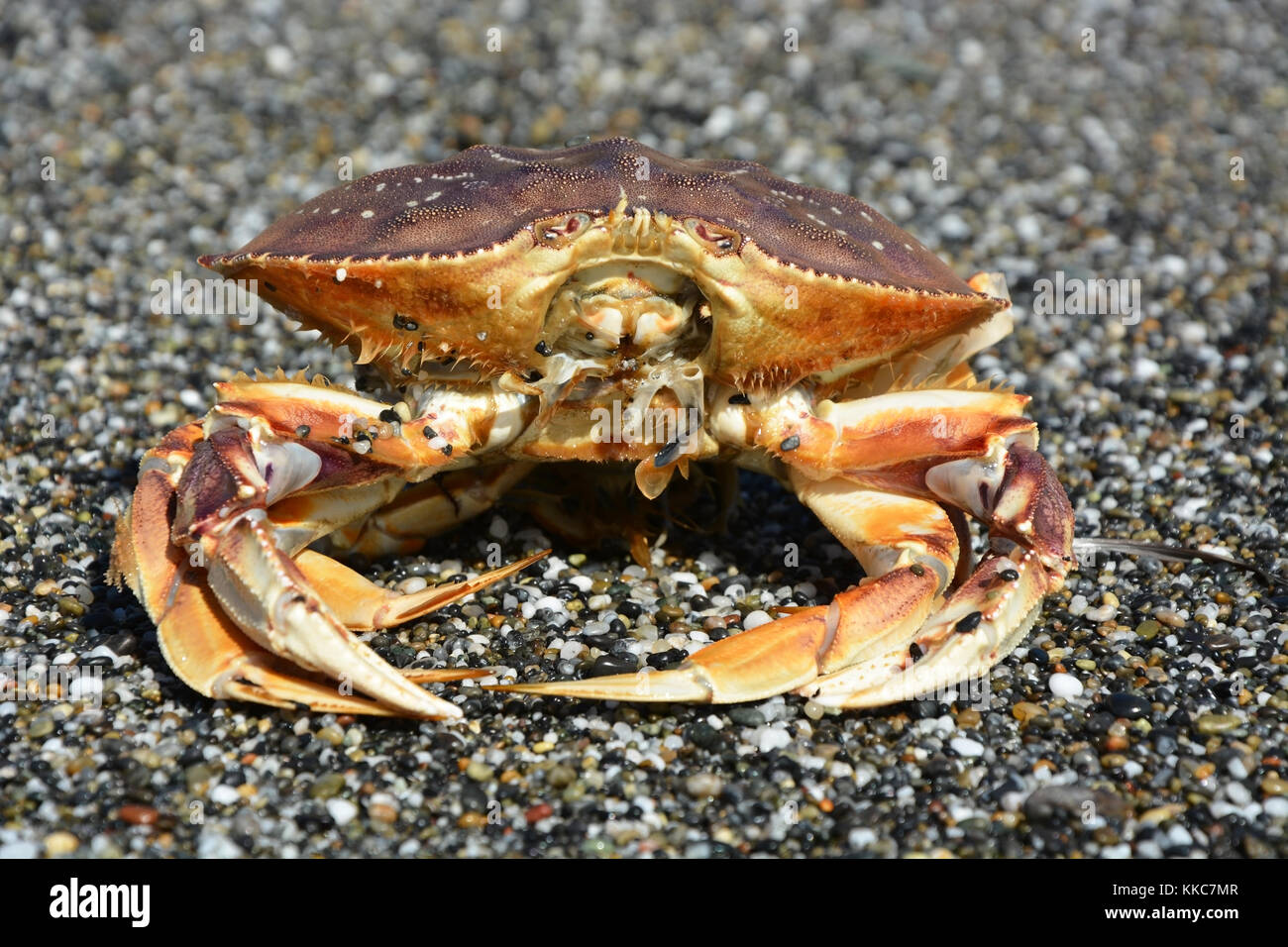 Crab on the Pacific ocean shore Stock Photo Alamy