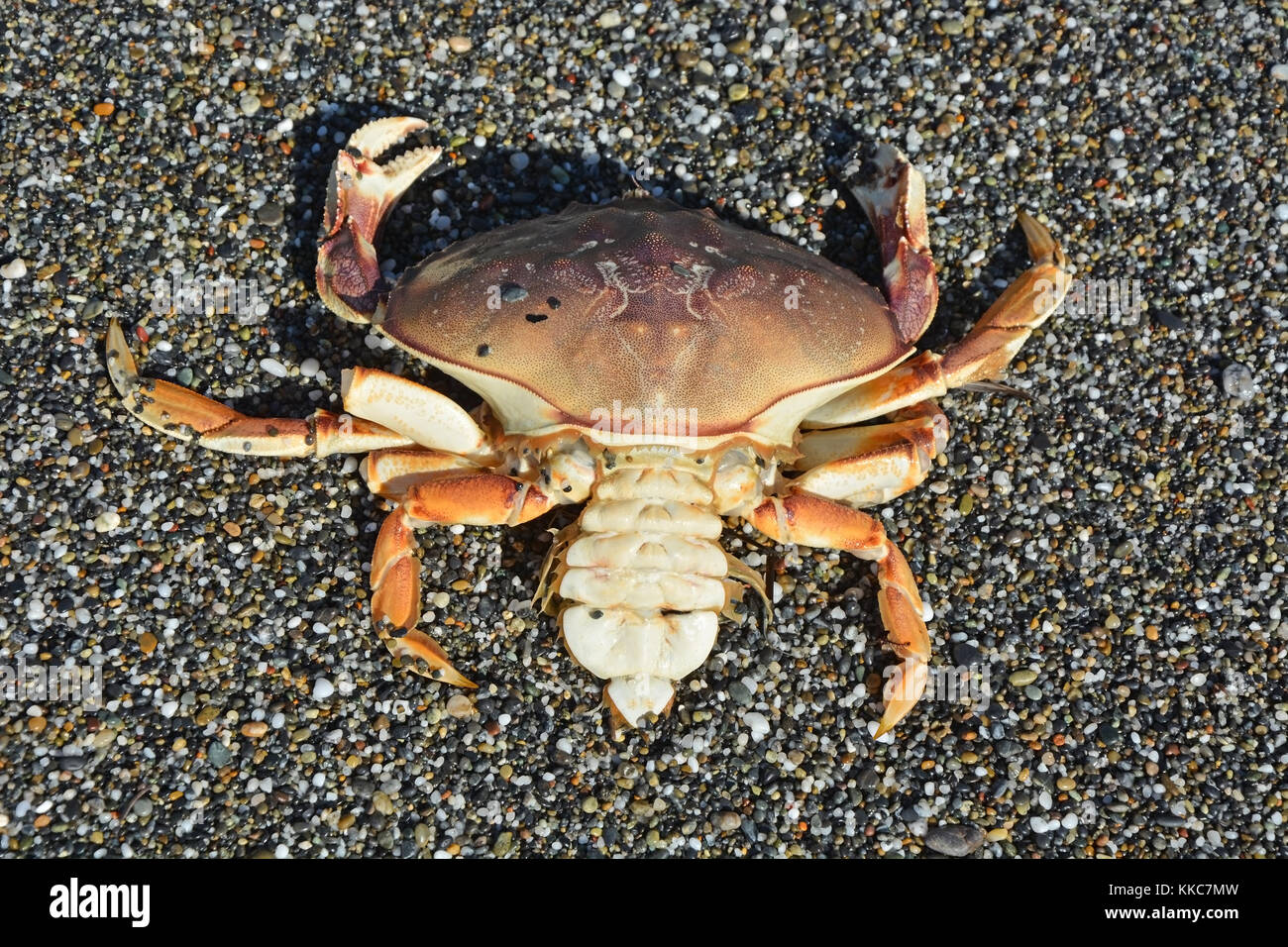 Crab on the Pacific ocean shore Stock Photo