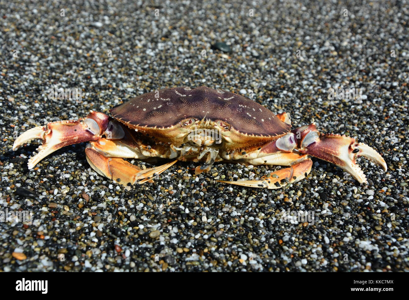 Crab on the Pacific ocean shore Stock Photo