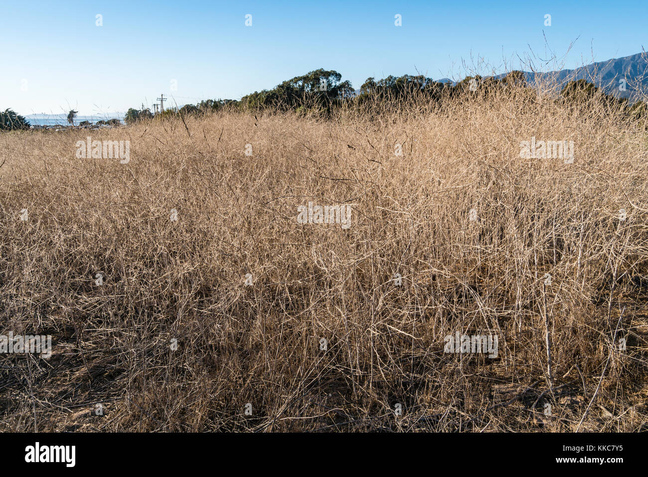 A field full of dried up fennel plants near the Pacific Ocean in