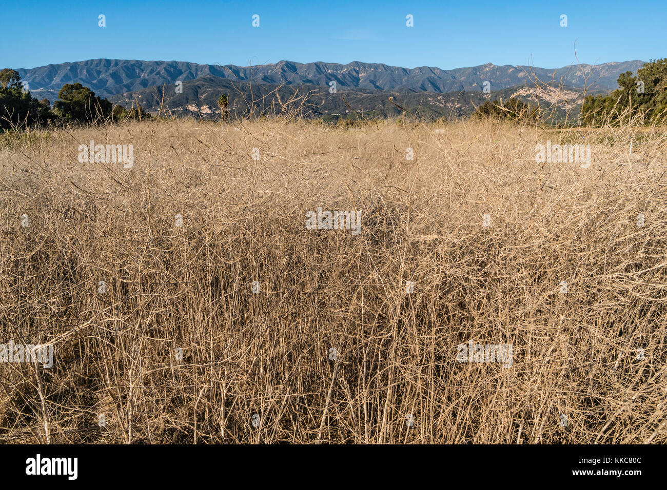 A field full of dried up fennel plants near the Pacific Ocean in Carpinteria, California Stock Photo