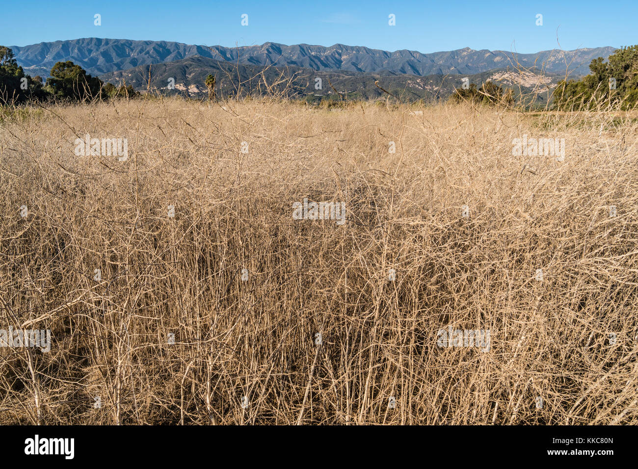 A field full of dried up fennel plants near the Pacific Ocean in Carpinteria, California Stock Photo