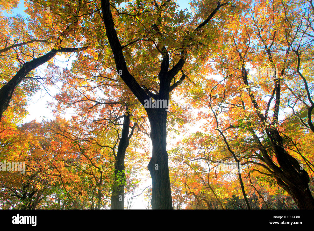Hachikokuyama Park in Higashimurayama city Western Tokyo Japan Stock