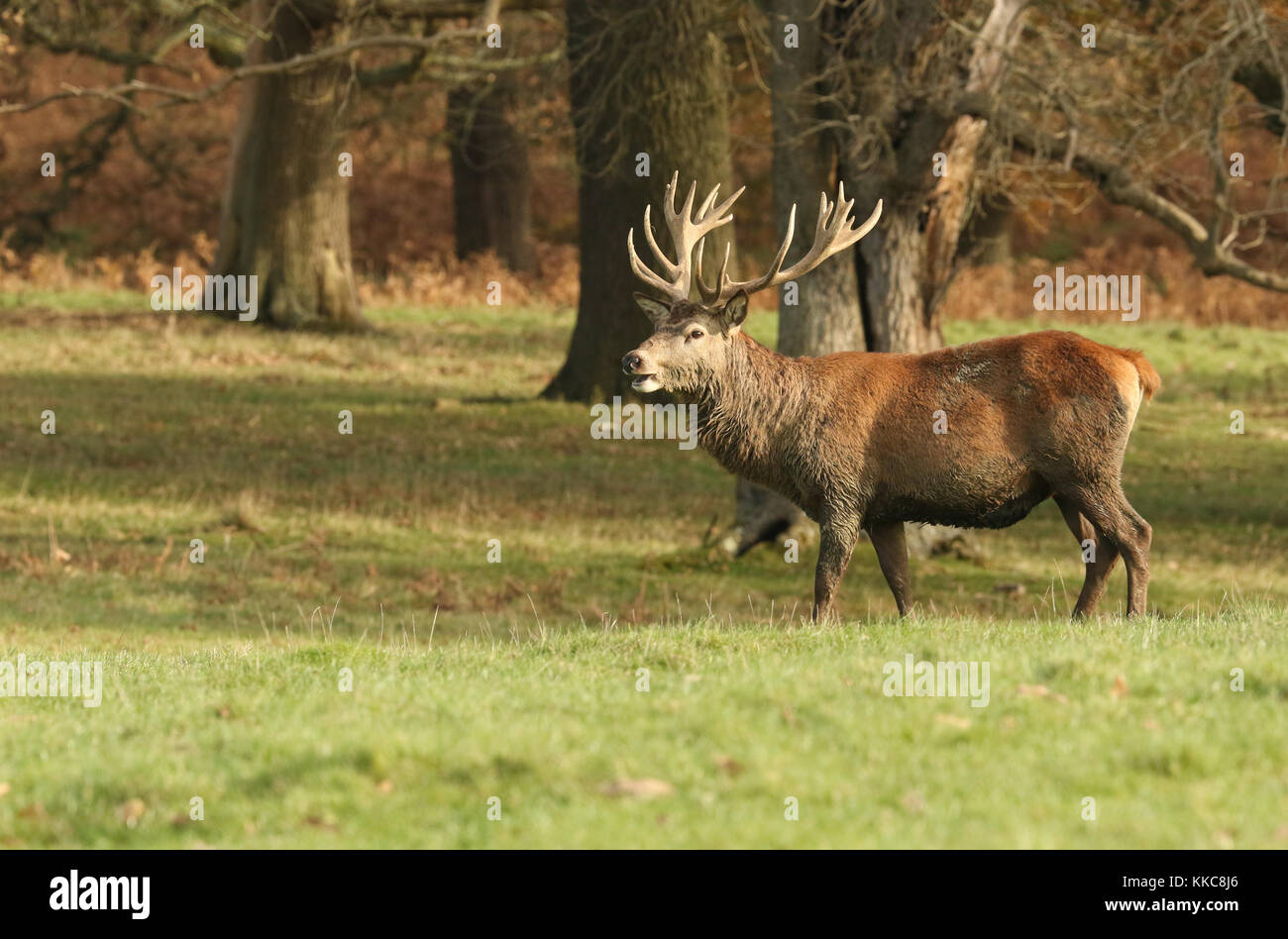 A Red Deer Stag (Cervus elaphus) at the edge of a field during rutting season. Stock Photo
