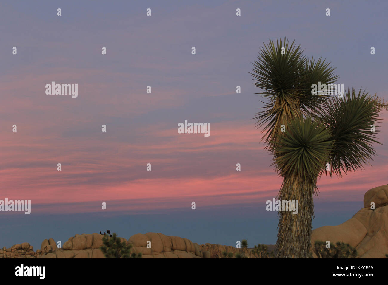 Us national park service joshua tree hi-res stock photography and ...