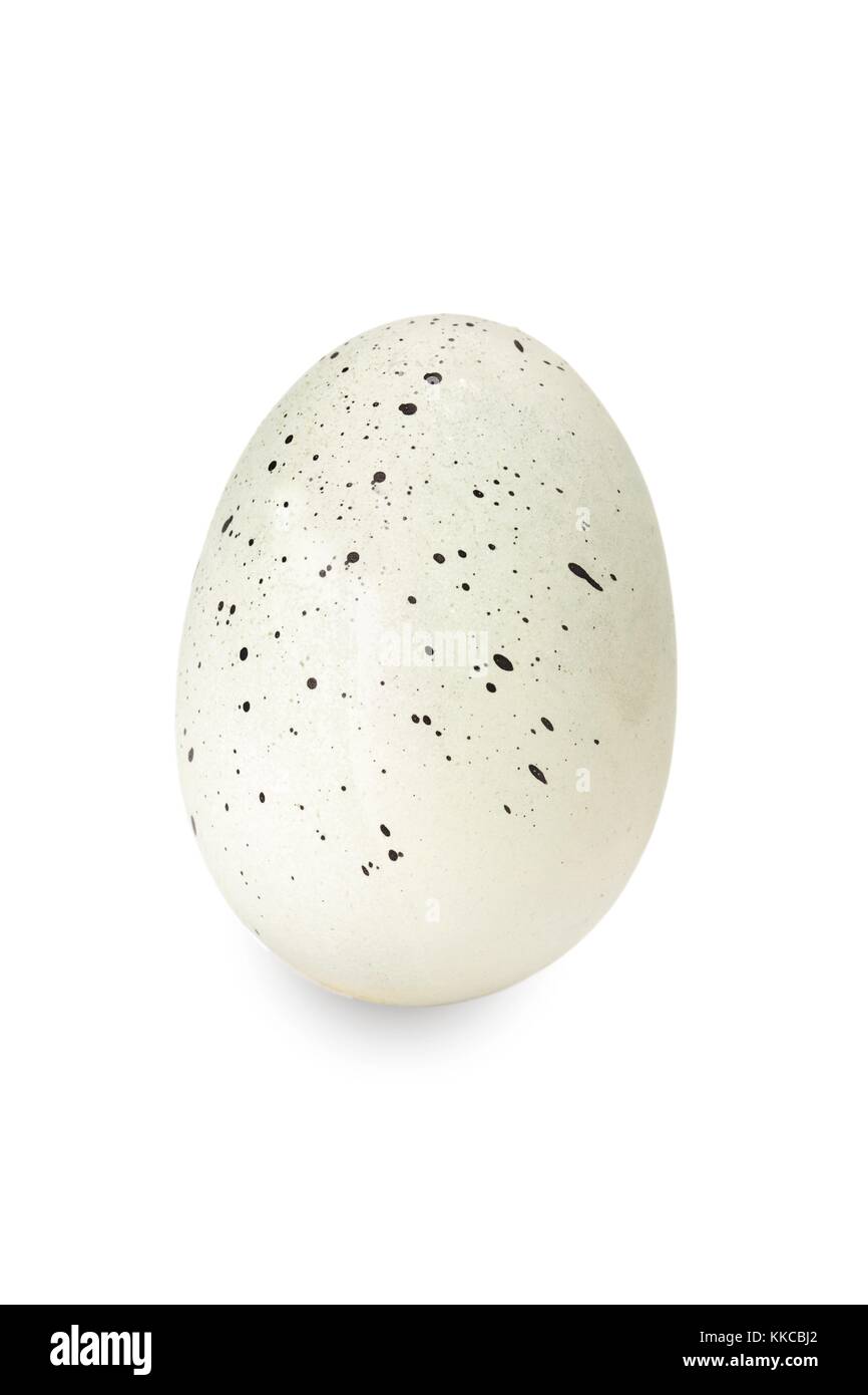 white egg with black specks Stock Photo