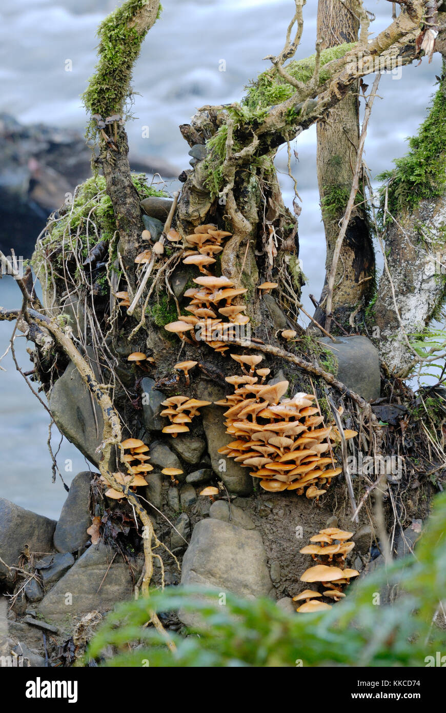 Galerina mutabilis fungi on an Ash tree overturned in a river, Wales, UK. Stock Photo