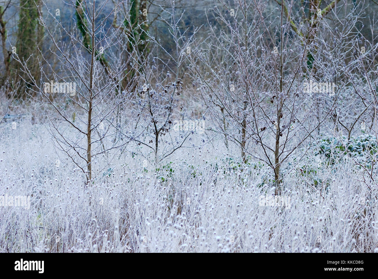 Young planted Alder trees, Alnus glutinosa in heavy frost, Wales, UK Stock Photo