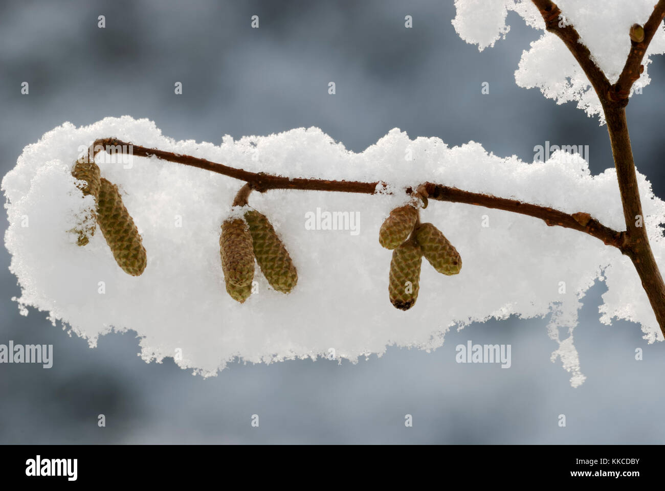 Young catkins of Hazel, Corylus avellana in snow, Wales, UK. Stock Photo