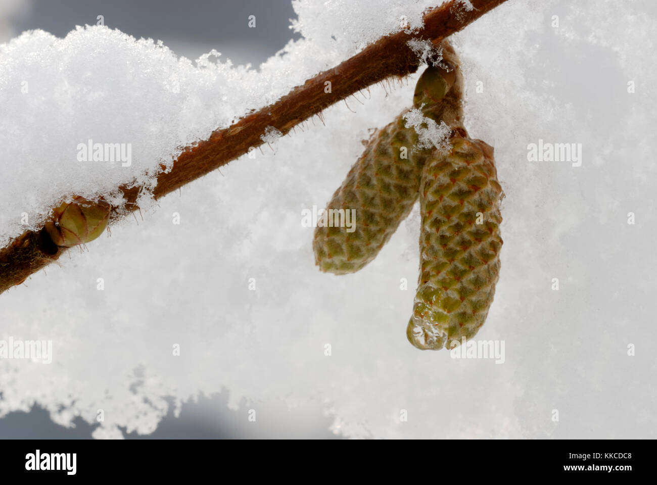 Young catkins of Hazel, Corylus avellana in snow, Wales, UK. Stock Photo