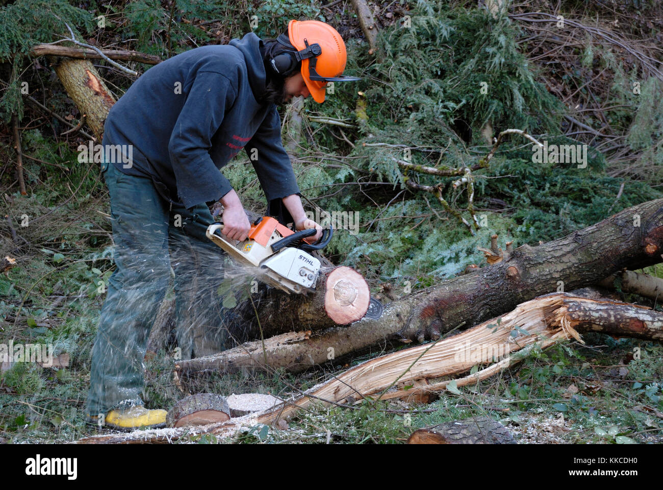 Young male forestry worker cutting logs with a chainsaw, Wales, UK. Stock Photo