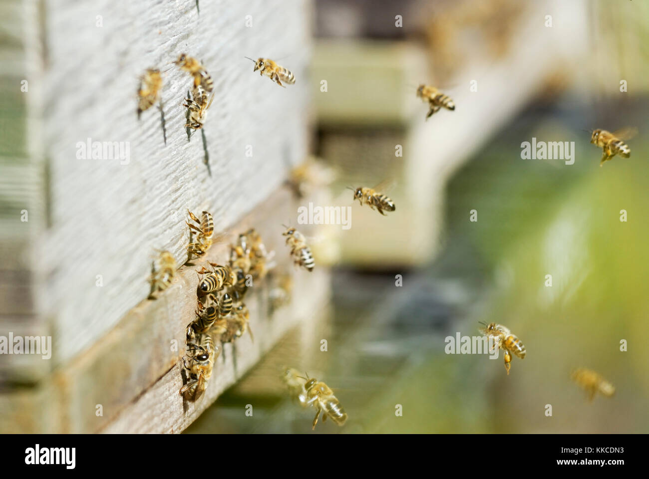 Close up of Honey Bees, Apis mellifera, entering and leaving the hive, Wales, UK. Stock Photo