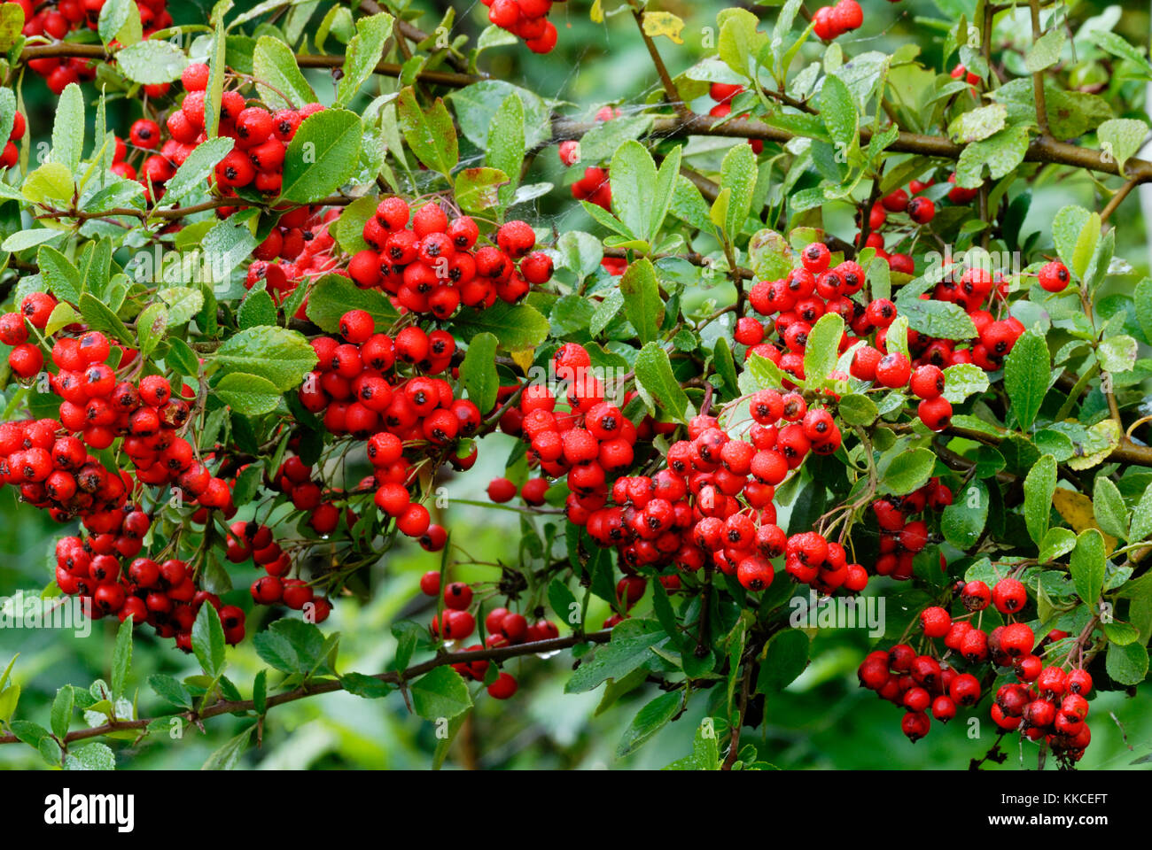 Pyracantha berries., Wales, UK. Stock Photo