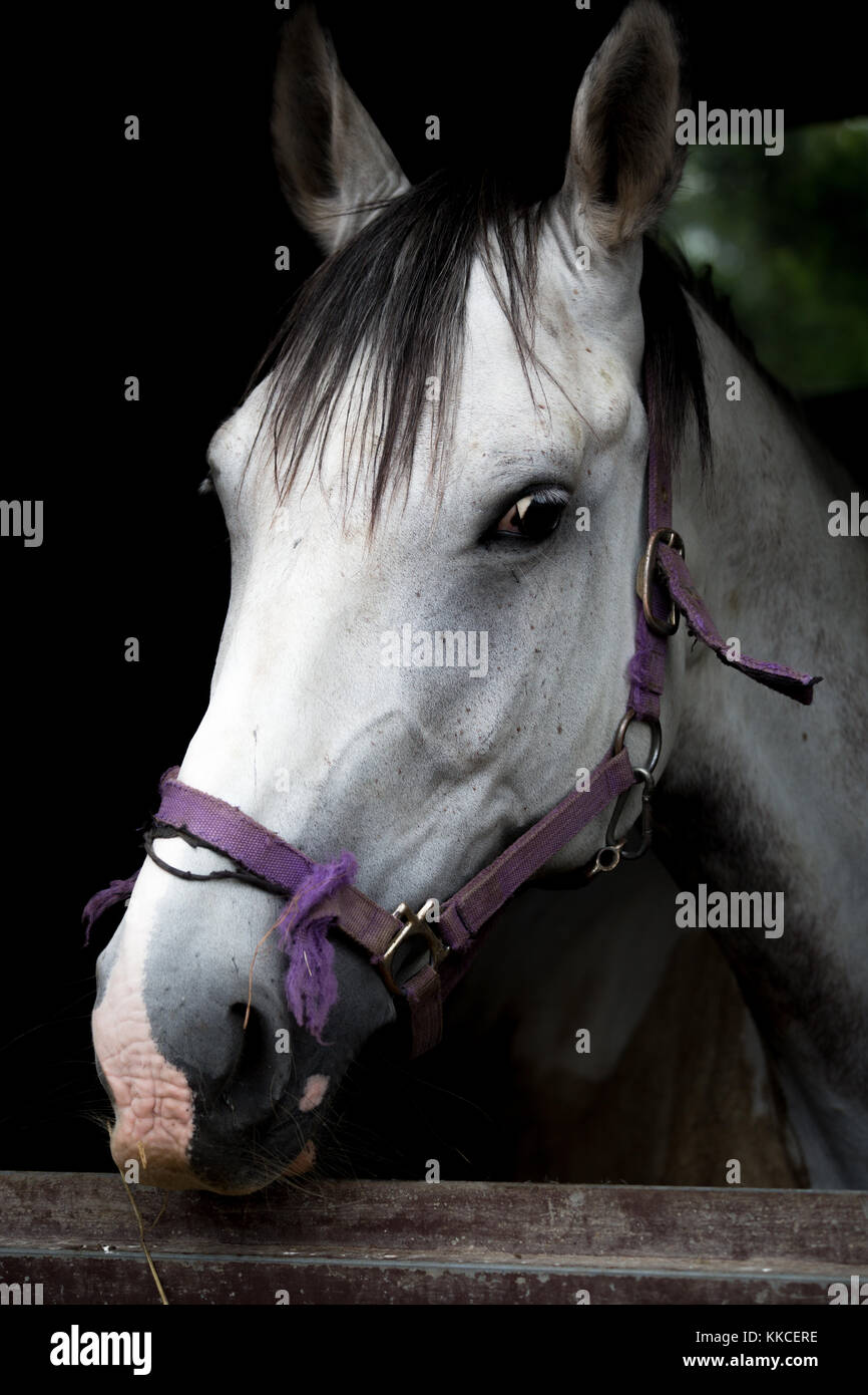 Head shot of a white horse sticking its head out of stable Stock Photo