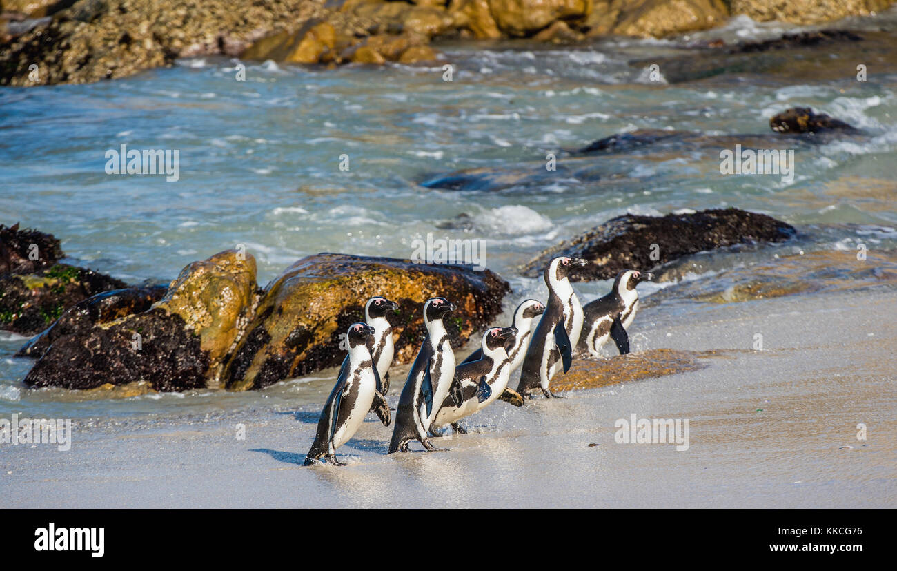 African penguins walk out of the ocean on the sandy beach. African penguin ( Spheniscus demersus) also known as the jackass penguin and black-footed p Stock Photo