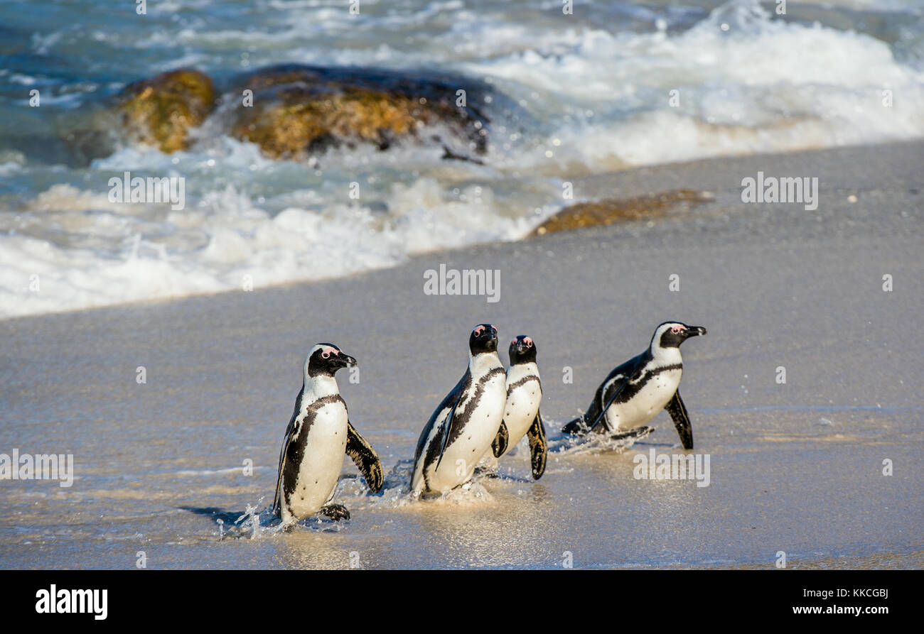 African penguins walk out of the ocean on the sandy beach. African penguin ( Spheniscus demersus) also known as the jackass penguin and black-footed p Stock Photo