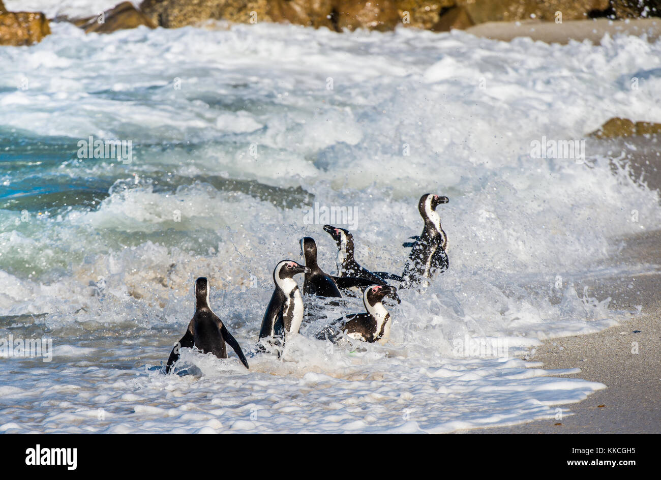 African penguin walk out of the ocean in the foam of the surf. African penguin ( Spheniscus demersus) also known as the jackass penguin and black-foot Stock Photo