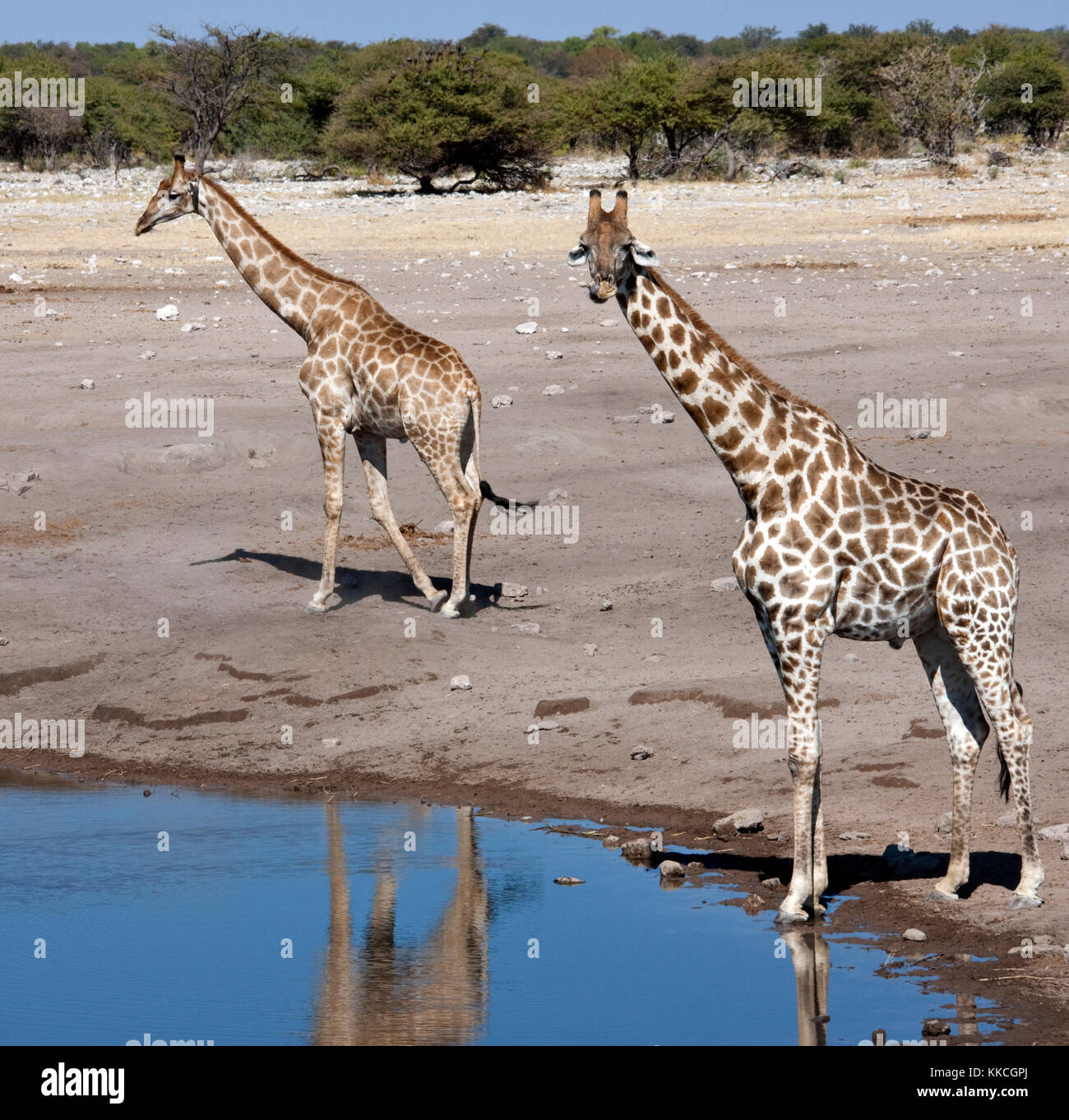 Giraffe (Giraffa camelopardalis) at a waterhole in Etosha National Park in Namibia Stock Photo