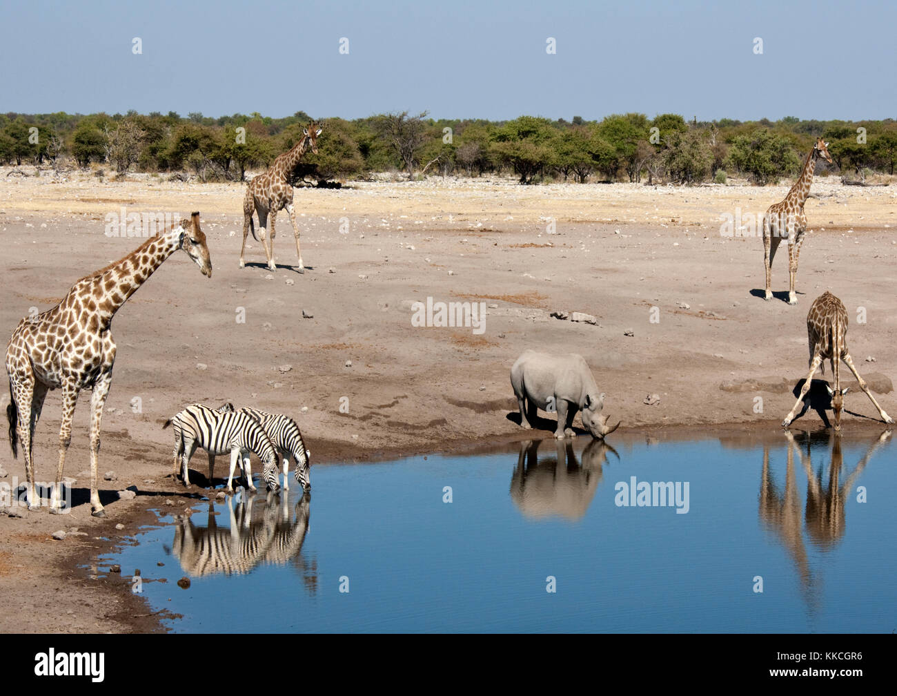 Wildlife at a busy waterhole in Etosha National Park in Namibia - Giraffe, Zebra, and a rare Black Rhinoceros. Stock Photo