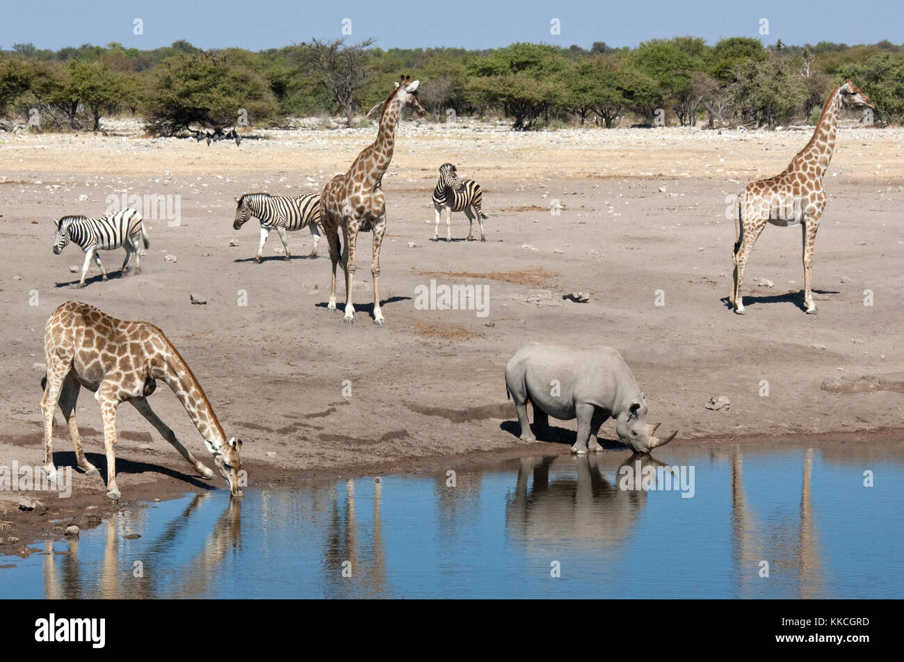 Wildlife at a busy waterhole in Etosha National Park in Namibia - Giraffe, Zebra, and a rare Black Rhinoceros. Stock Photo