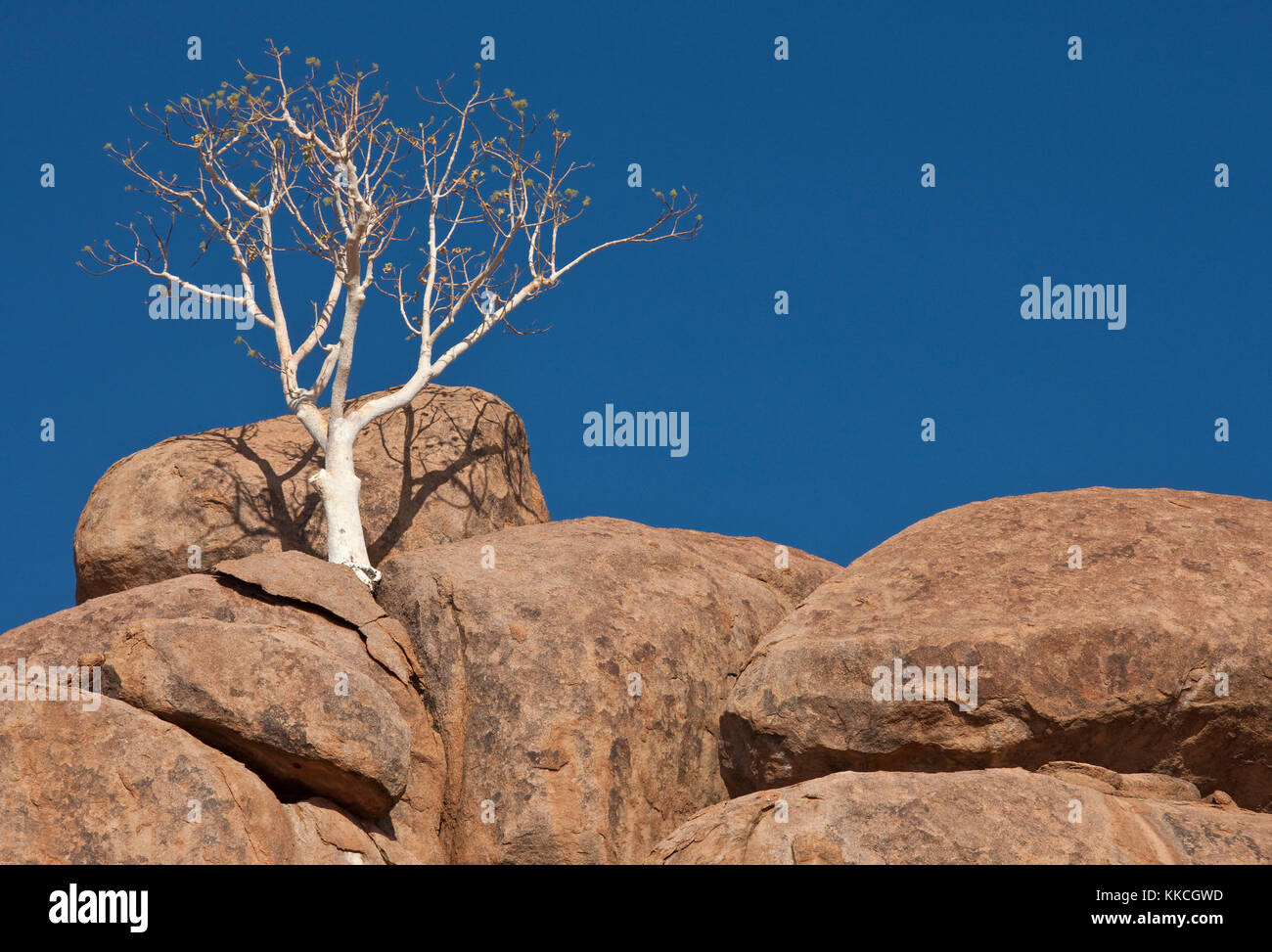 Tree growing on a rocky outcrop in Damaraland in northern Namibia Stock Photo