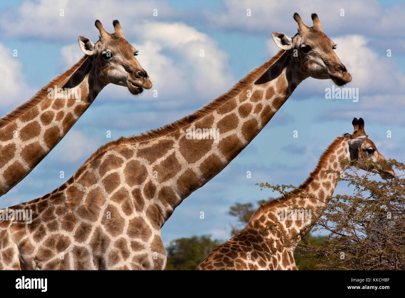 A group of Giraffe (Giraffa camelopardalis) in the Savuti region of ...