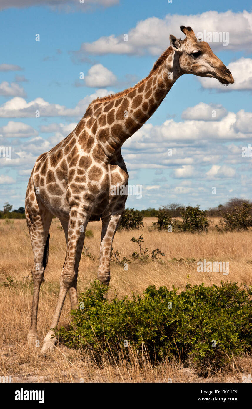 A Giraffe (Giraffa camelopardalis) in the Savuti region of Botswana Stock Photo