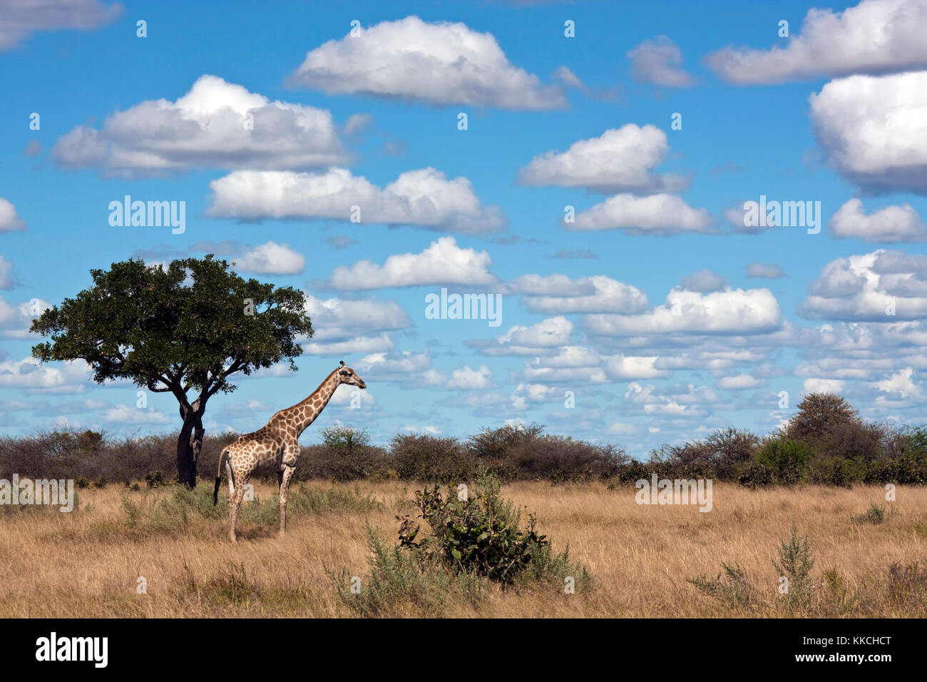 A Giraffe (Giraffa camelopardalis) in the Savuti region of northern Botswana. Stock Photo