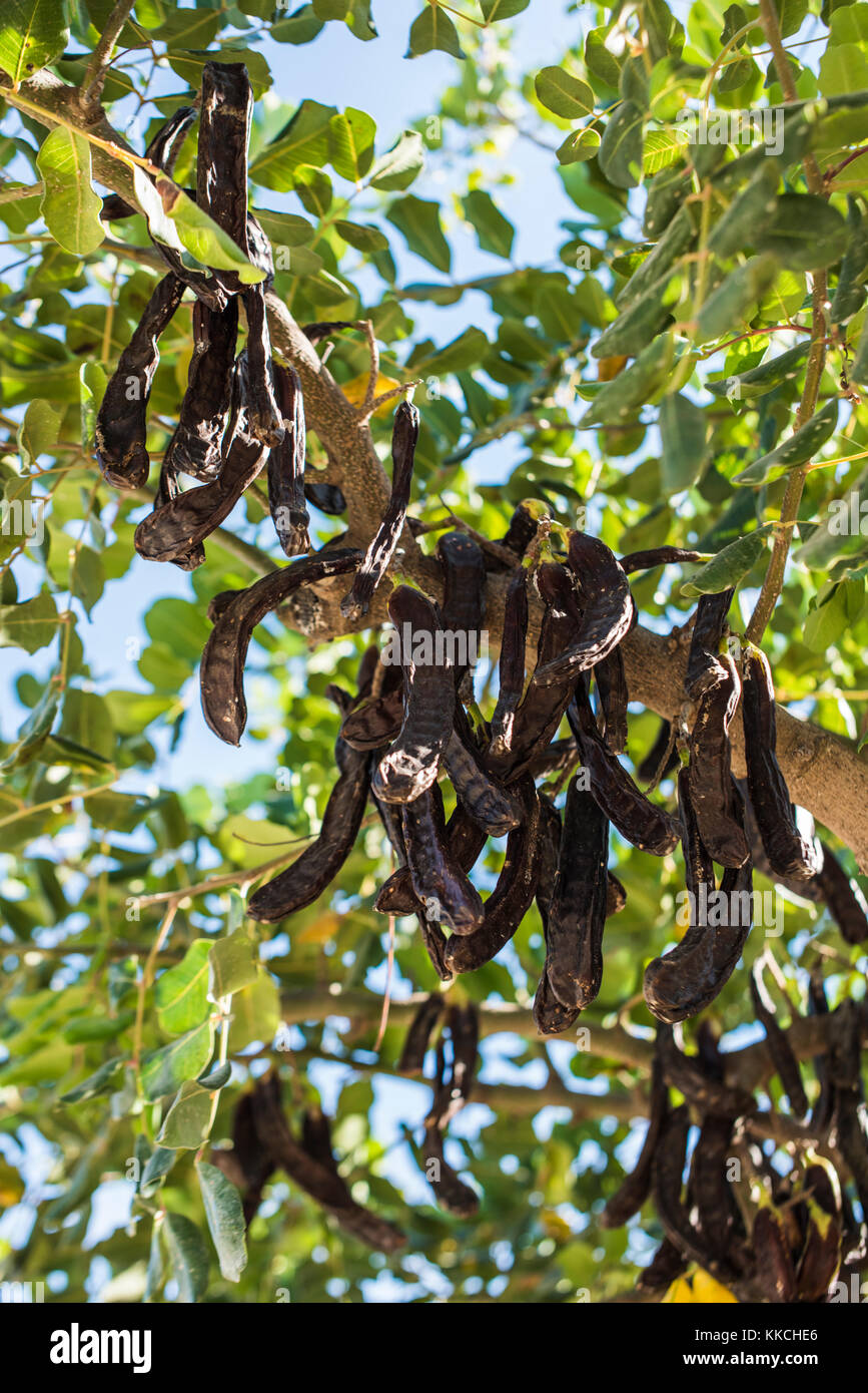 Carob Tree, also known as Locust Tree, Southern Italy Stock Photo Alamy