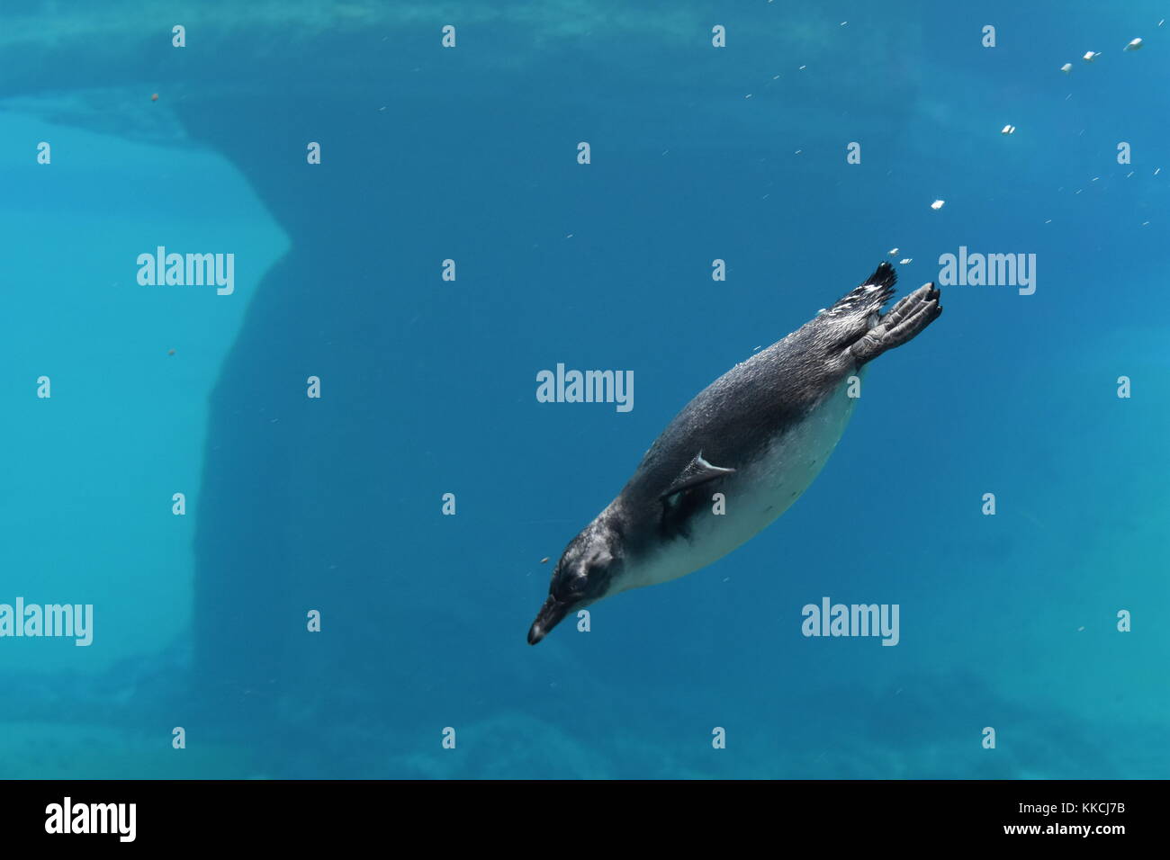 Penguin diving into water underground Stock Photo - Alamy