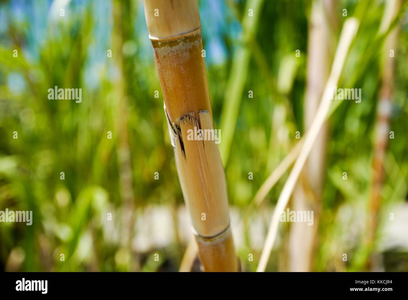 Close-up of the stalk of a sugarcane (Saccharum officinarum) plant, on a sunny day, growing in Maui, Hawaii, 2016. Stock Photo