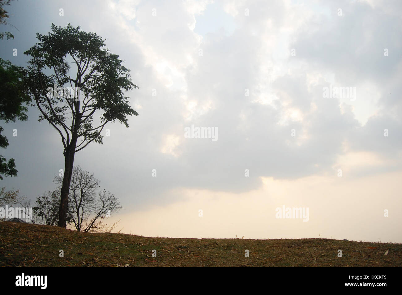 Tree stand on top of mountain Doi Samer Dao and Pha Hua Sing in Sri Nan National Park in Nan Province of Thailand Stock Photo